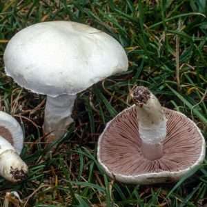 how to grow agaricus mushrooms